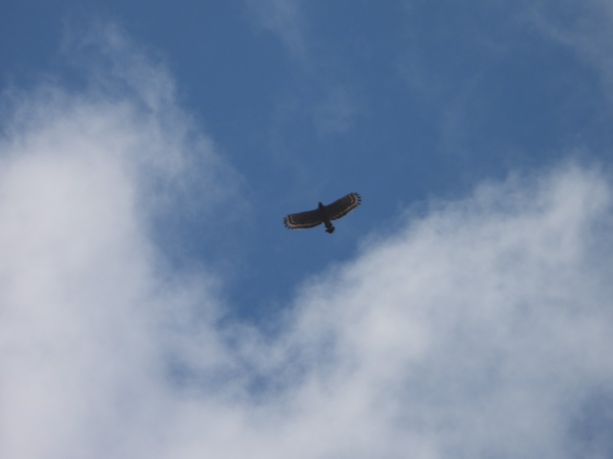 Crested Serpent-Eagle - ML637449904