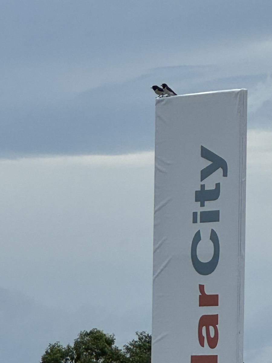 White-breasted Woodswallow - ML637449913