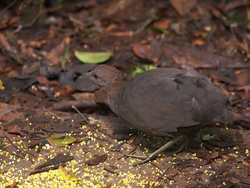 Cinereous Tinamou - ML637449914