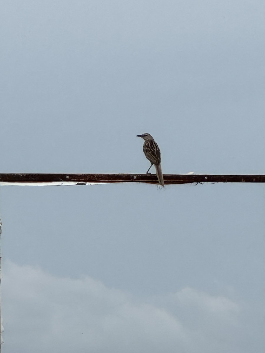 Striated Grassbird - ML637449916