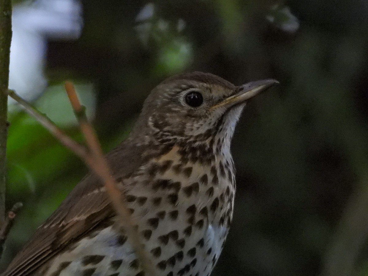 Song Thrush - ML637449918