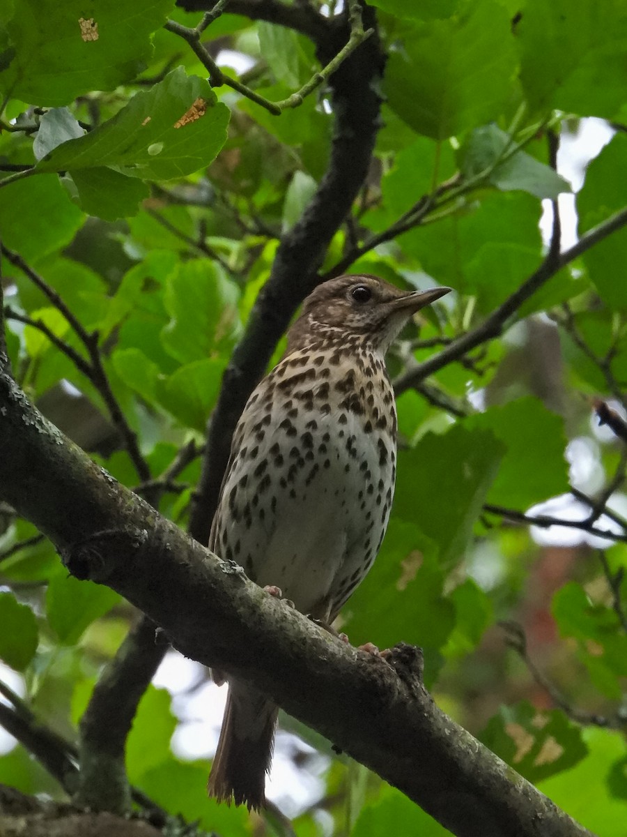 Song Thrush - ML637449920