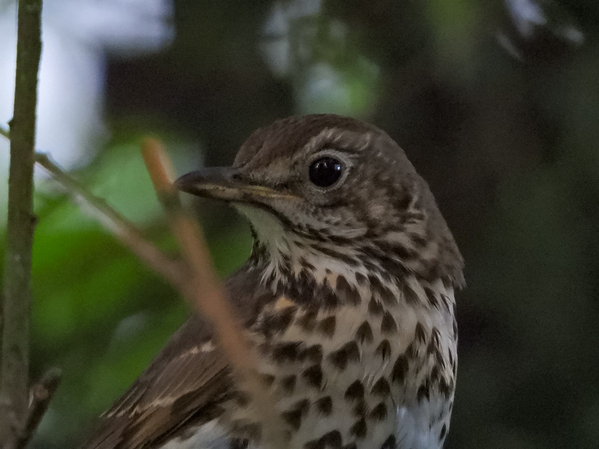 Song Thrush - ML637449921