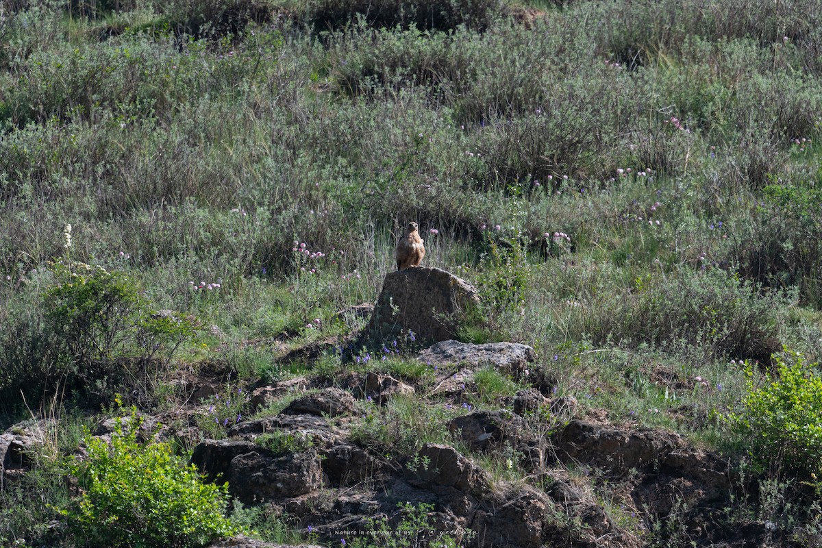 Himalayan Buzzard - ML637449936