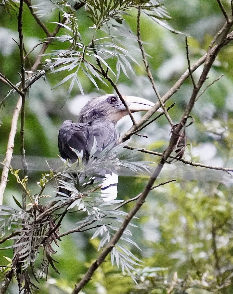 Malabar Gray Hornbill - ML637449949