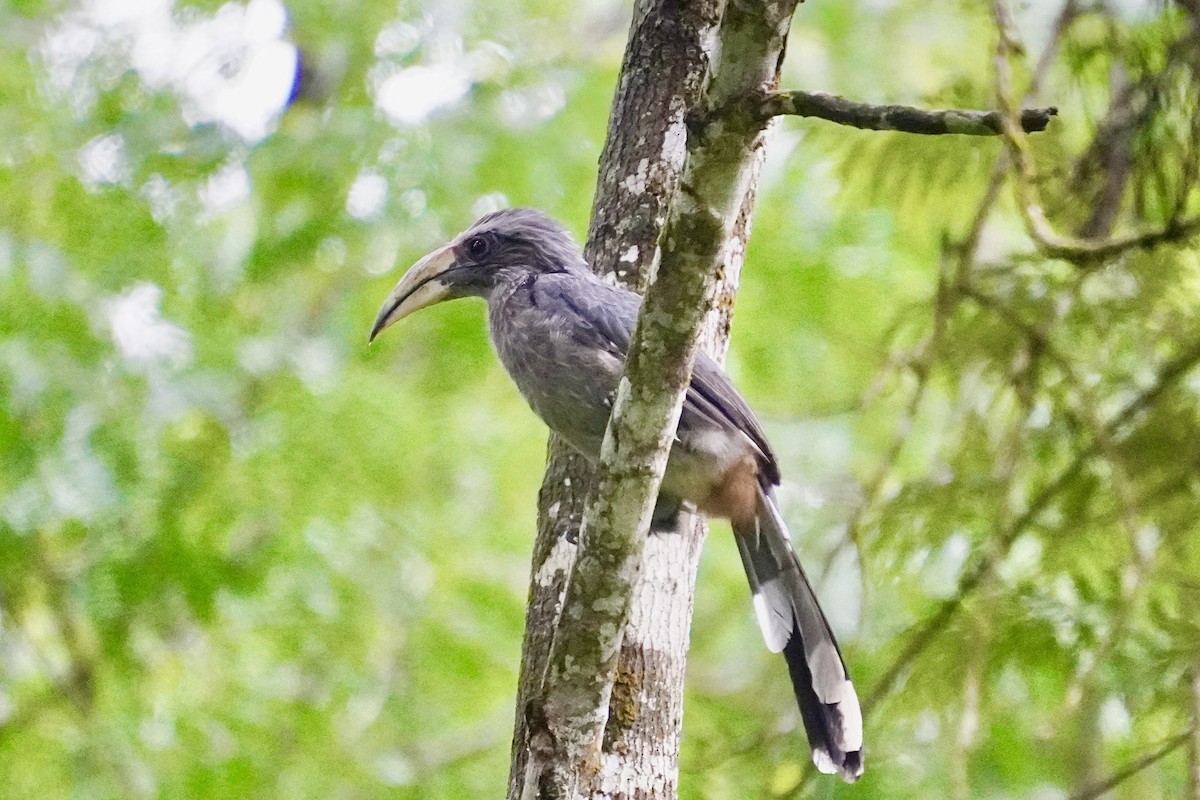 Malabar Gray Hornbill - ML637449950