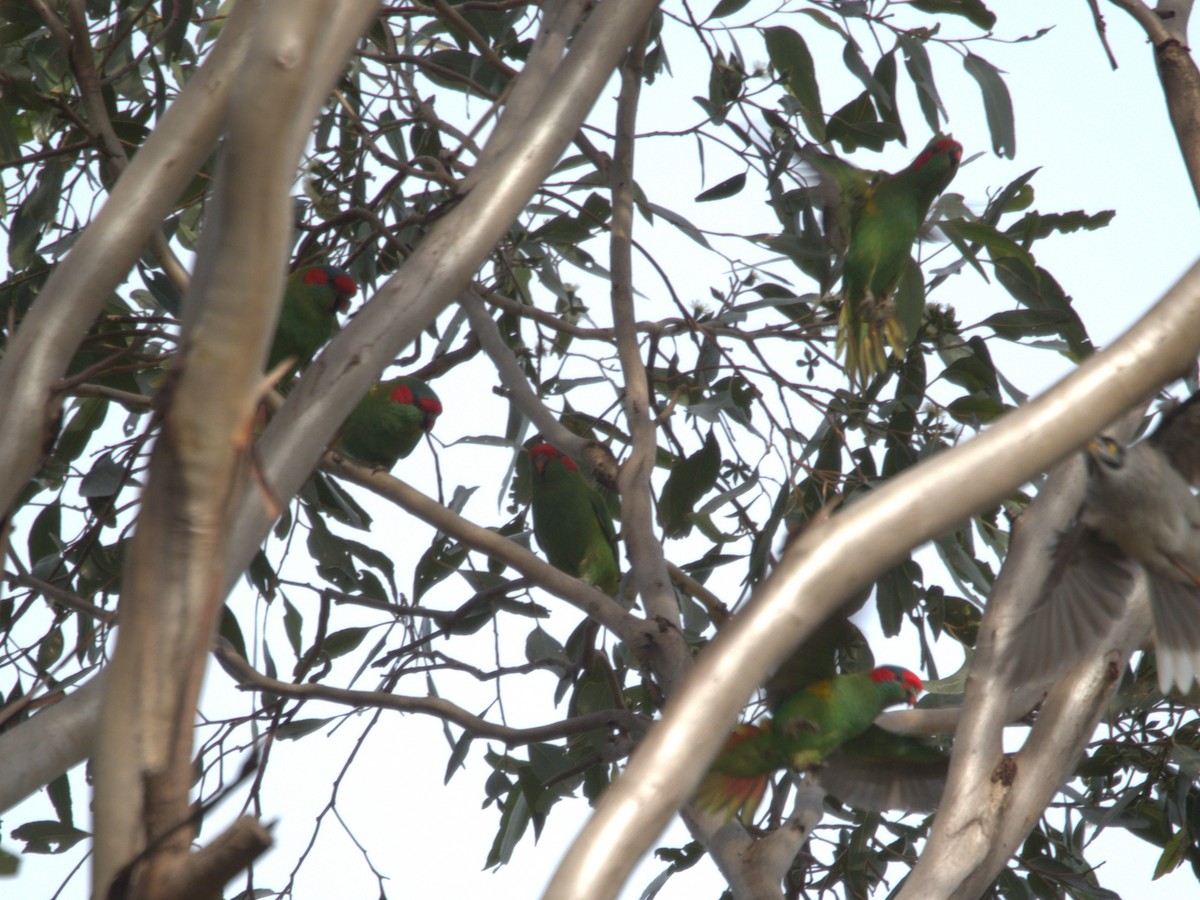 Musk Lorikeet - ML637450009