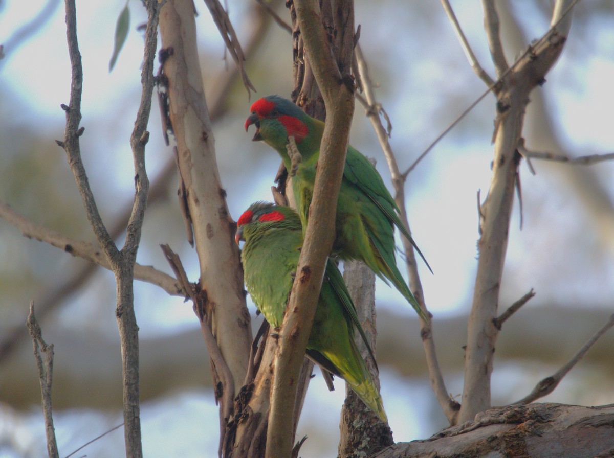 Musk Lorikeet - ML637450010