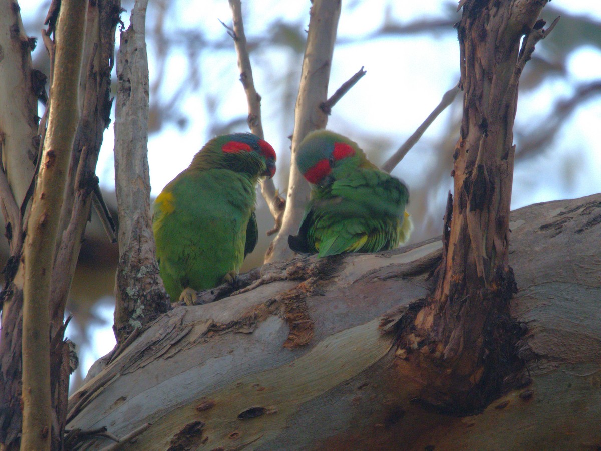 Musk Lorikeet - ML637450011