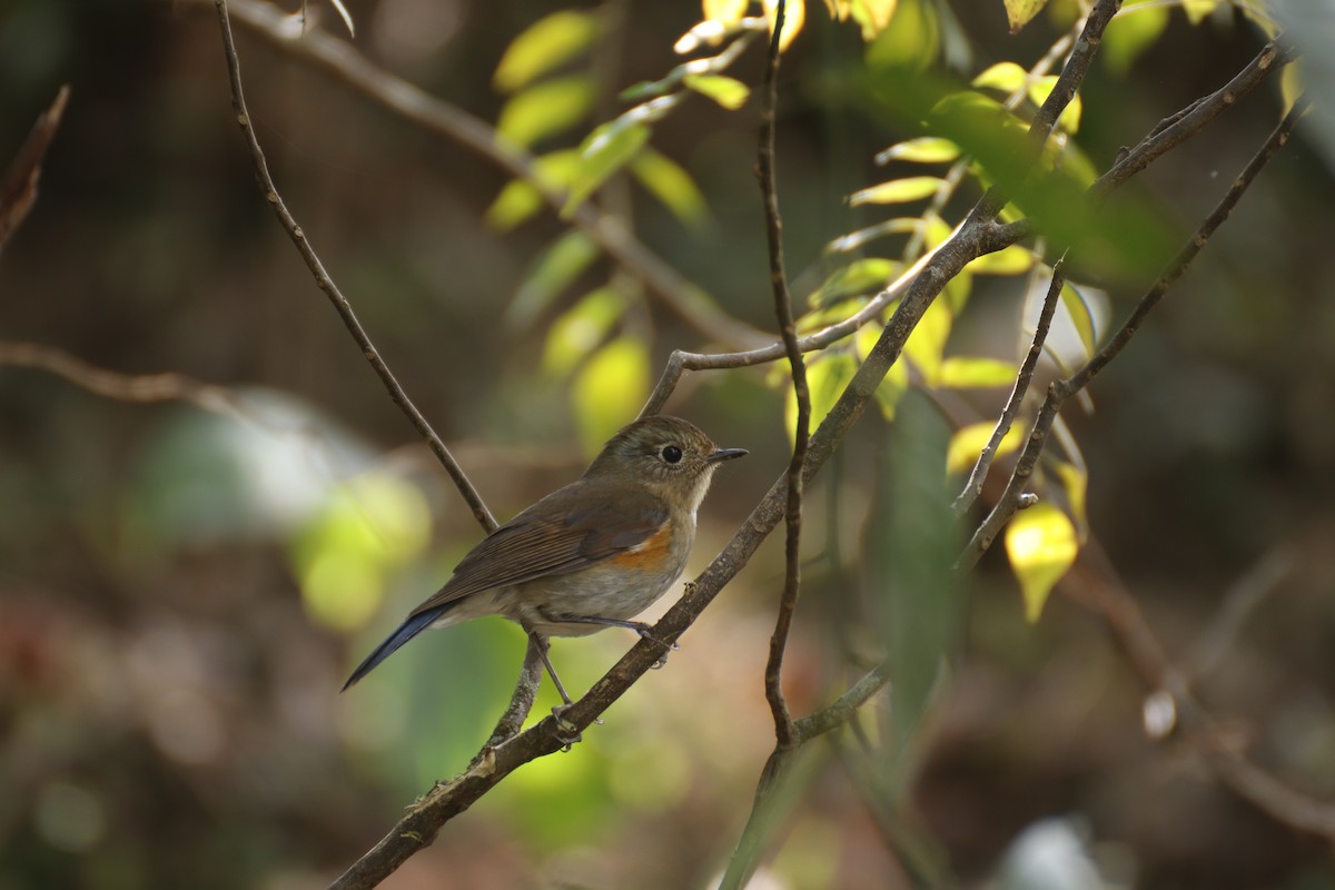 Himalayan Bluetail - ML637450019
