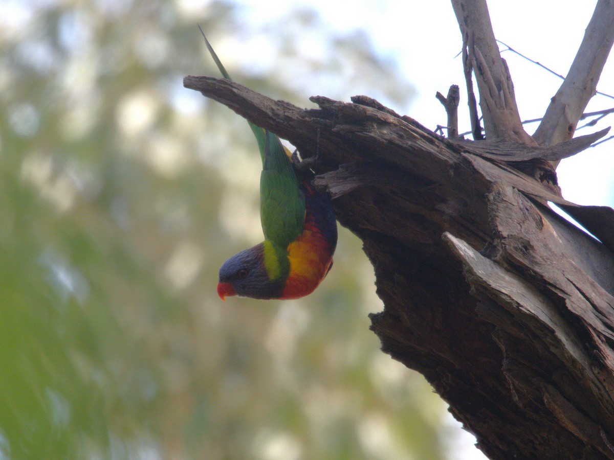 Rainbow Lorikeet - ML637450021