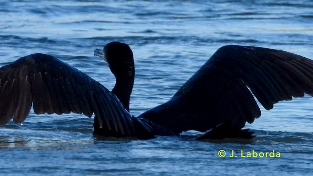 Great Cormorant - ML637450025