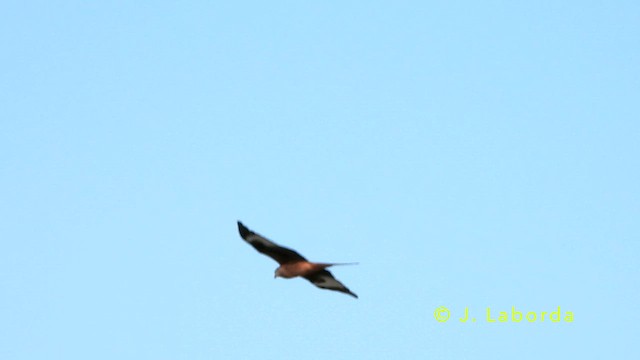 Red Kite - ML637450030