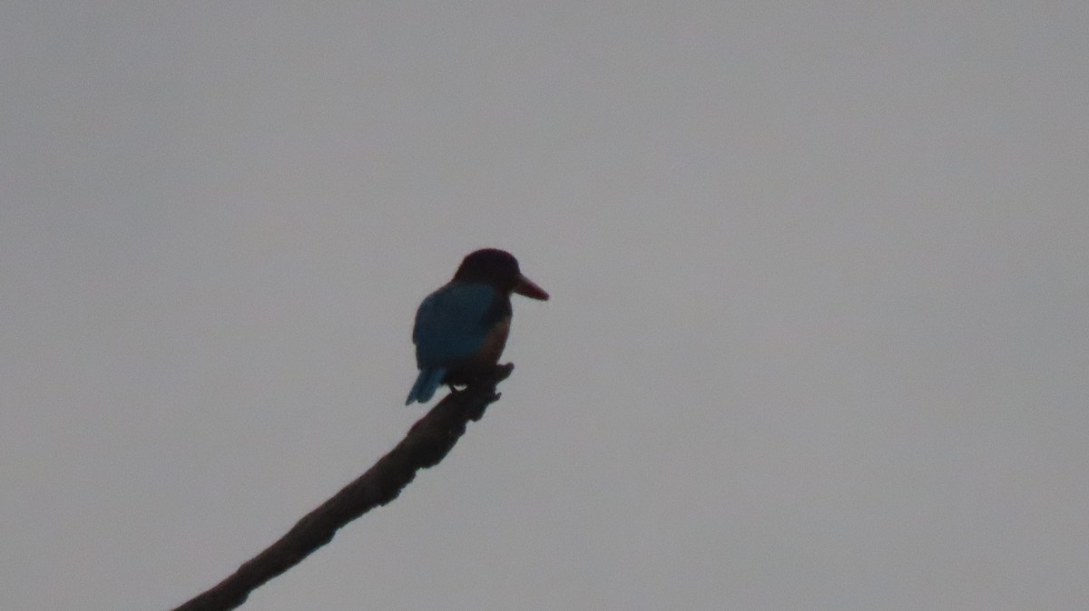White-throated Kingfisher - ML637450034