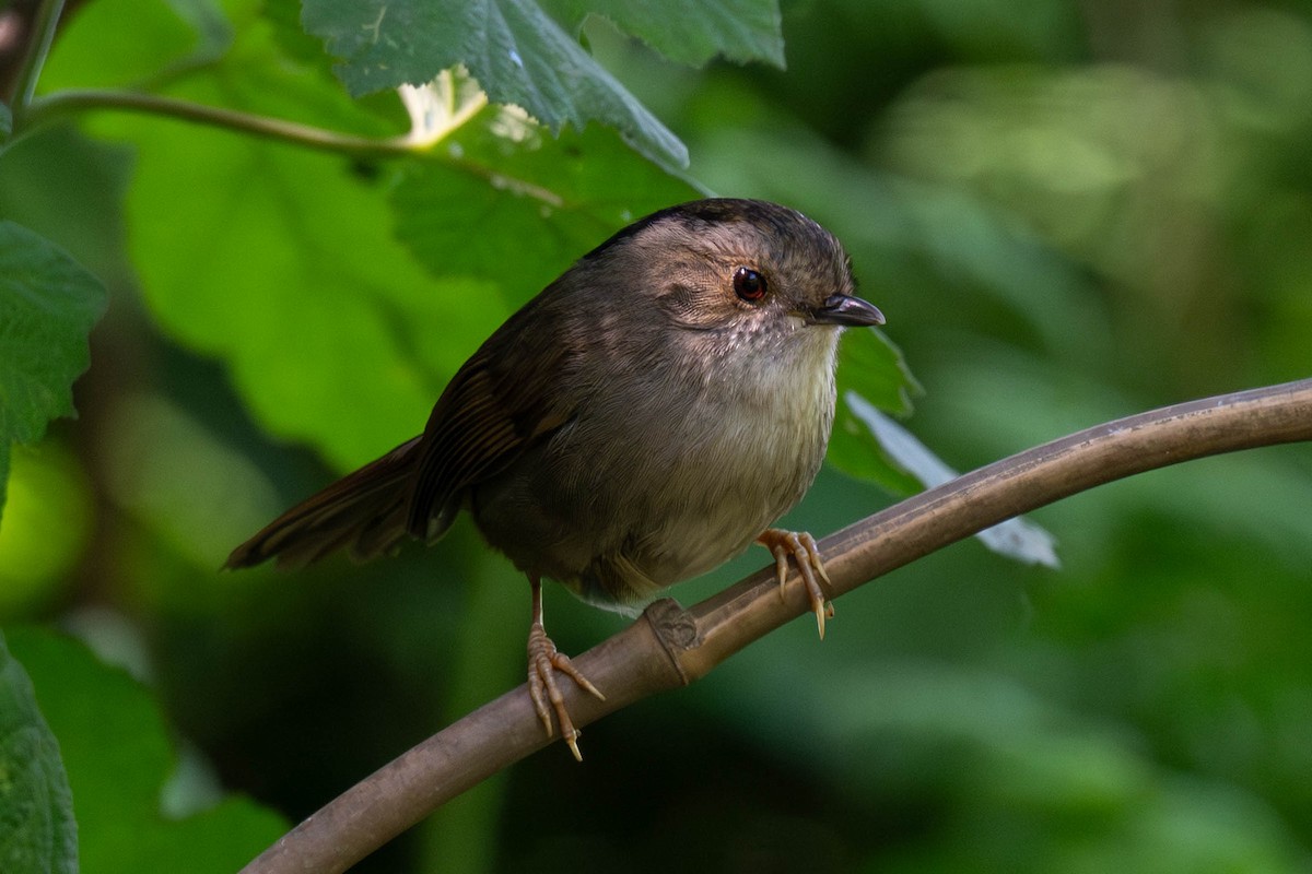Dusky Fulvetta - ML637450052