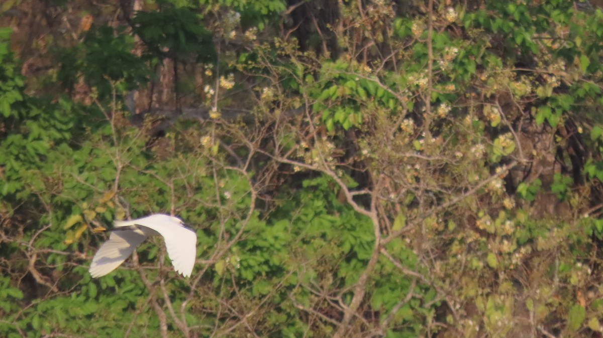 Medium Egret - ML637450065