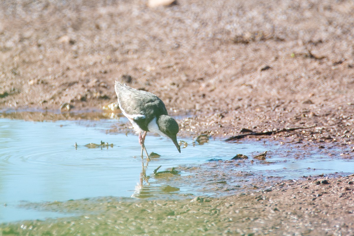 Red-kneed Dotterel - ML637450072