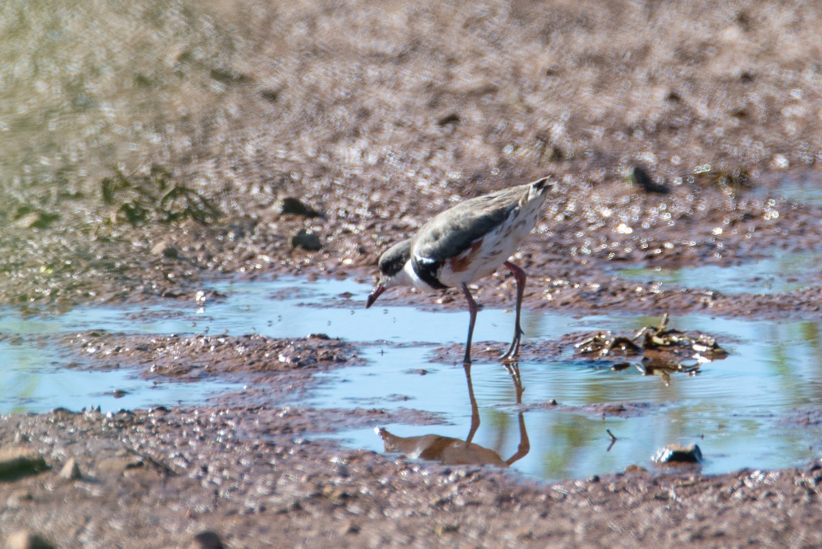 Red-kneed Dotterel - ML637450073