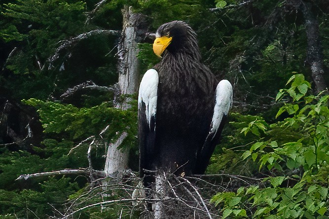 Steller's Sea-Eagle - ML637450125