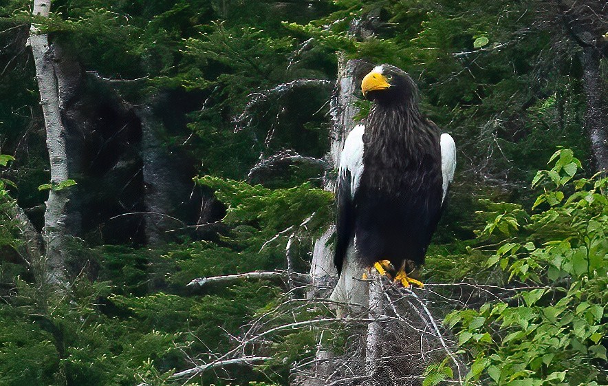 Steller's Sea-Eagle - ML637450126