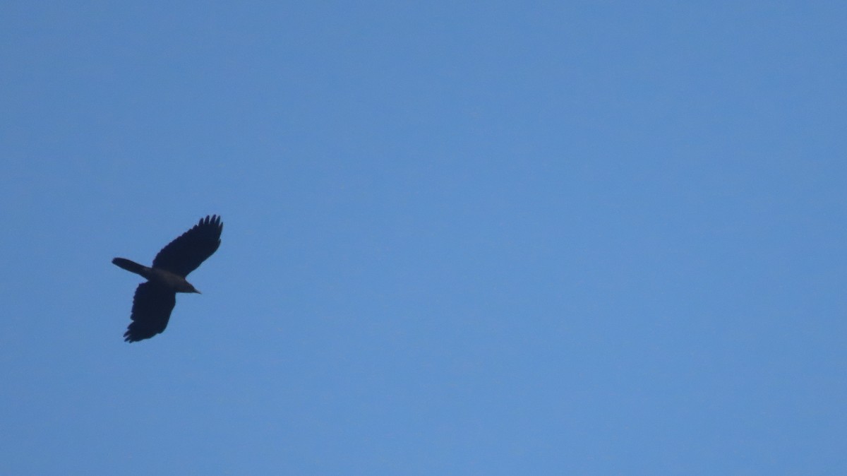Southern Nutcracker - ML637450145