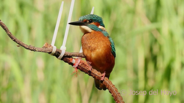 Common Kingfisher - ML637450157