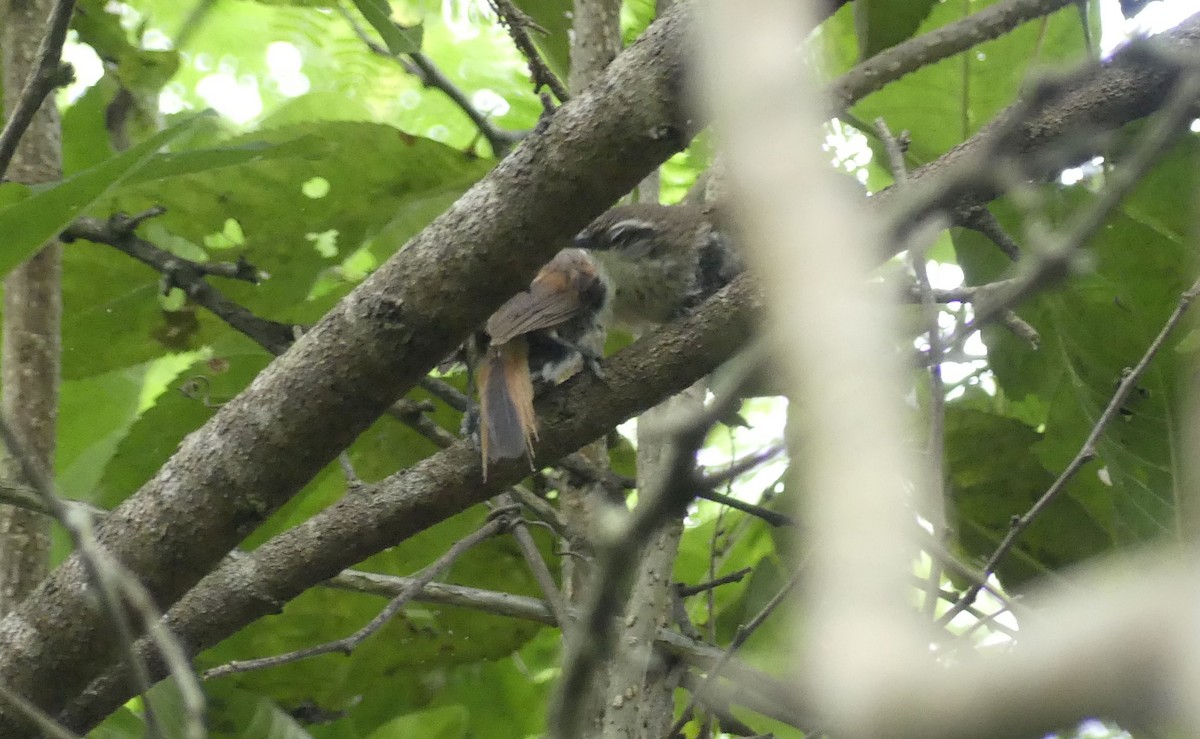 Necklaced Spinetail - ML637450203