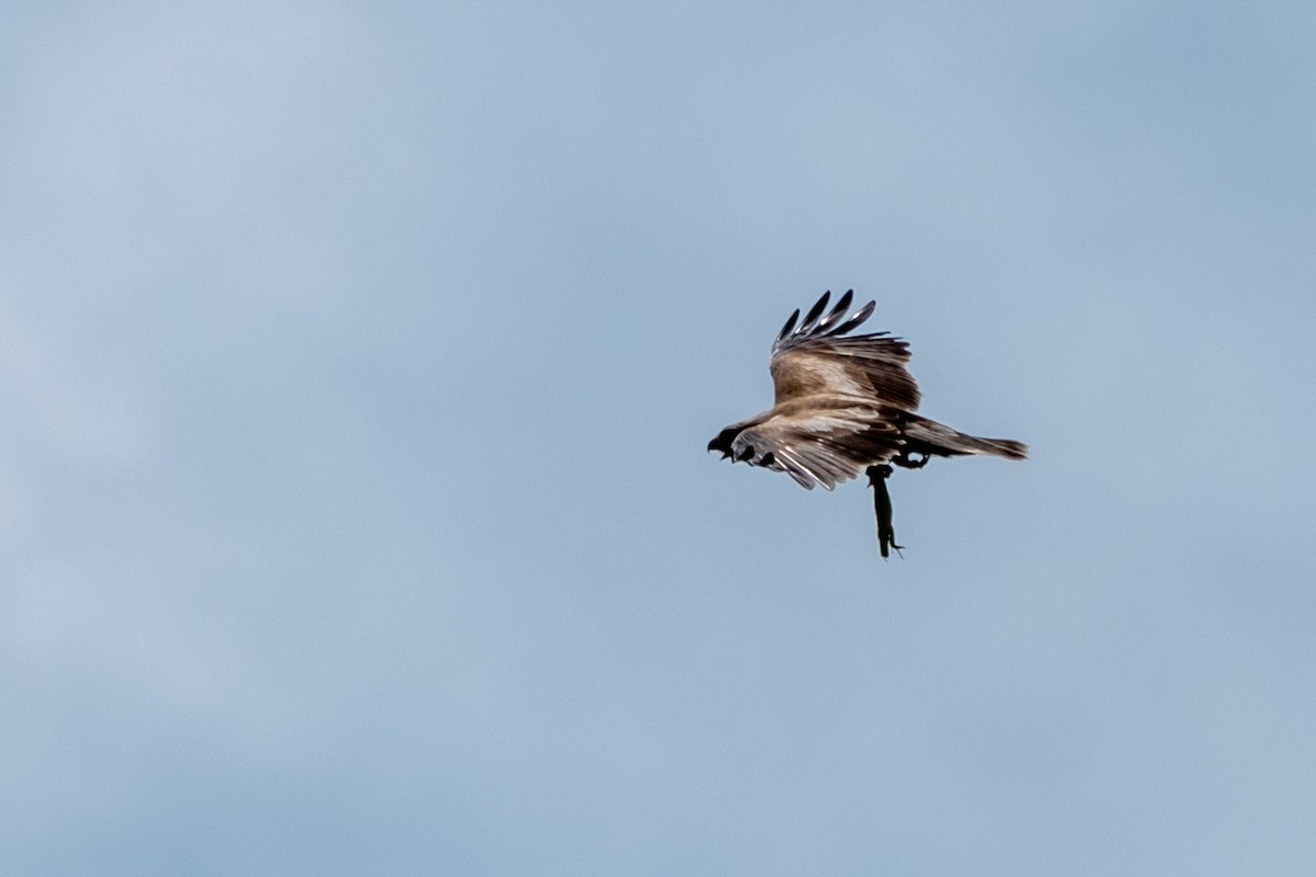 Aigle botté - ML637450205