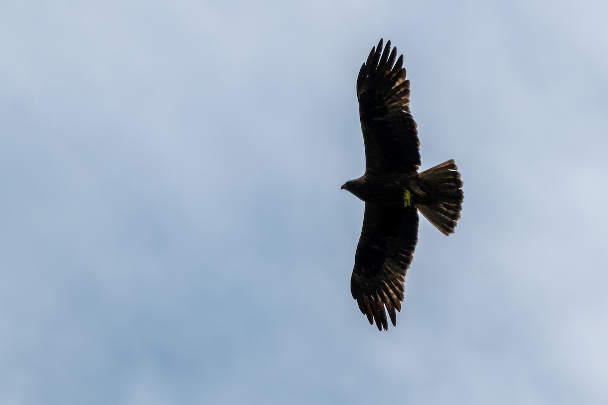 Aigle botté - ML637450207