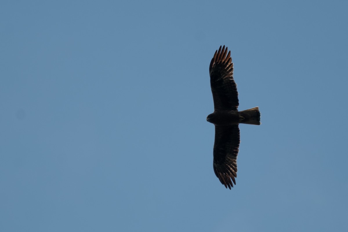 Aigle botté - ML637450208