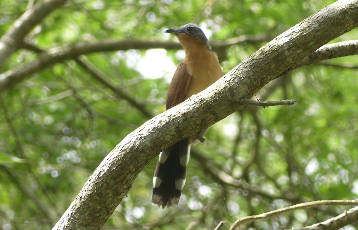 Gray-capped Cuckoo - ML637450227