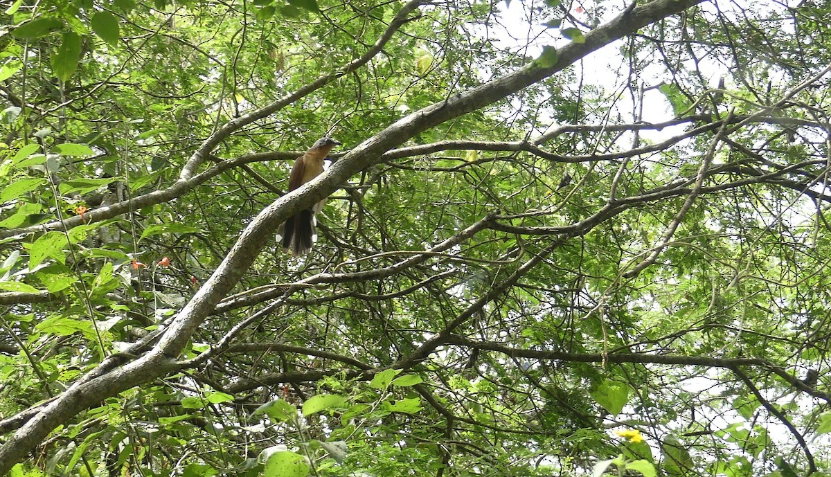 Gray-capped Cuckoo - ML637450228