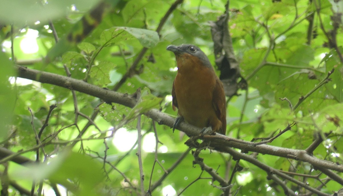 Gray-capped Cuckoo - ML637450230
