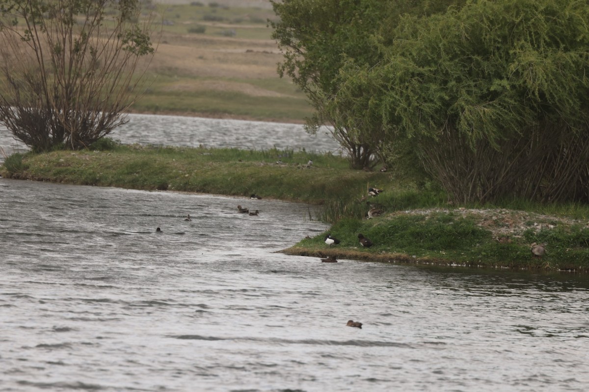 Garganey - ML637450252