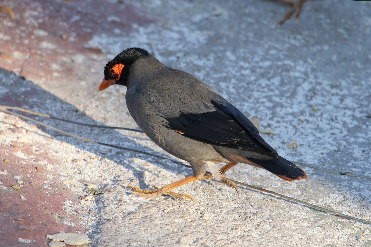 Bank Myna - ML637450311