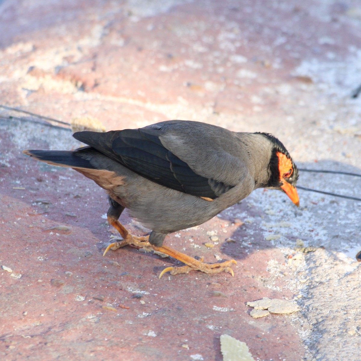 Bank Myna - ML637450312