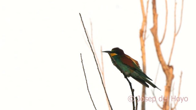European Bee-eater - ML637450313