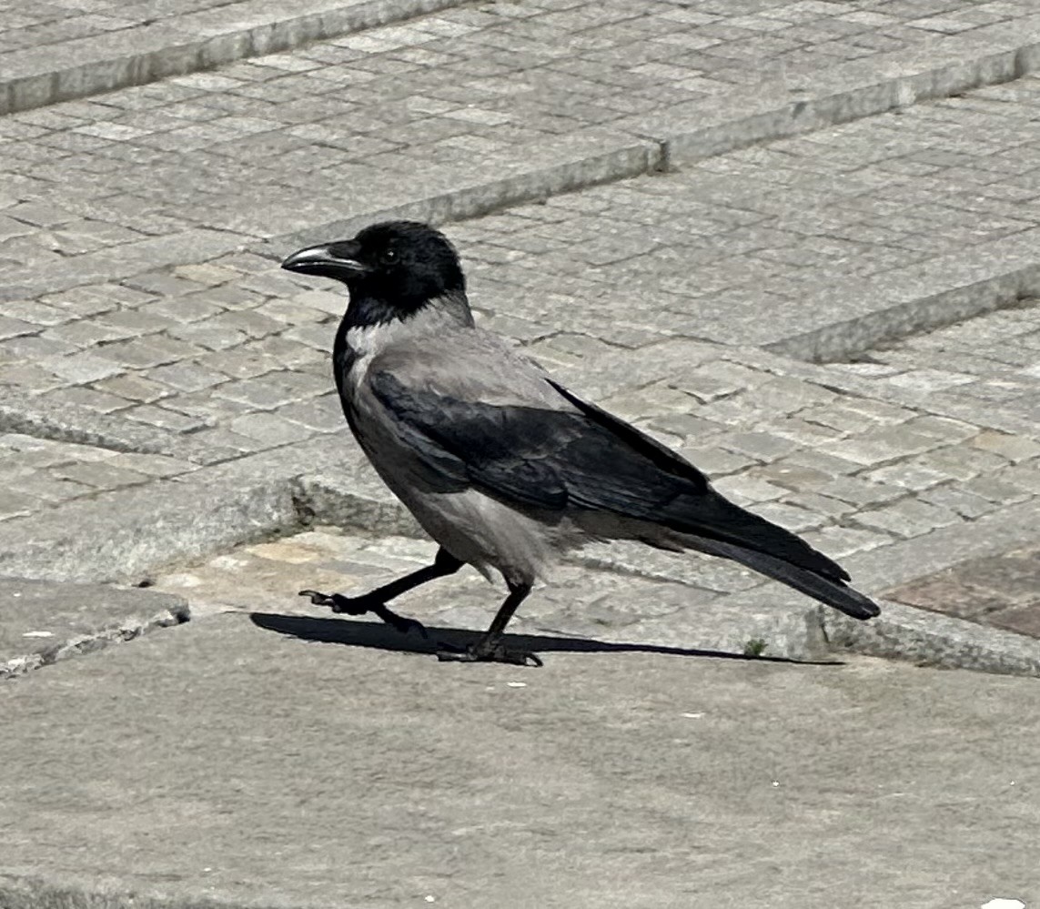 Hooded Crow - ML637450370