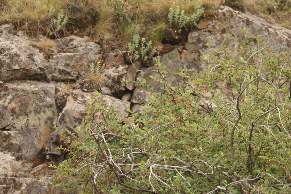 Thick-billed Warbler - ML637450385