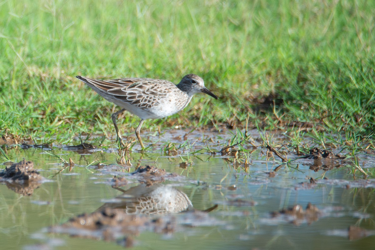 Sharp-tailed Sandpiper - ML637450416