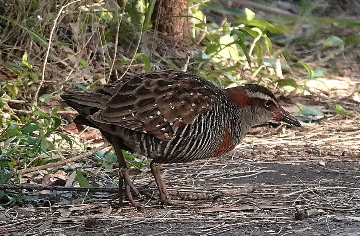 Buff-banded Rail - ML637450423