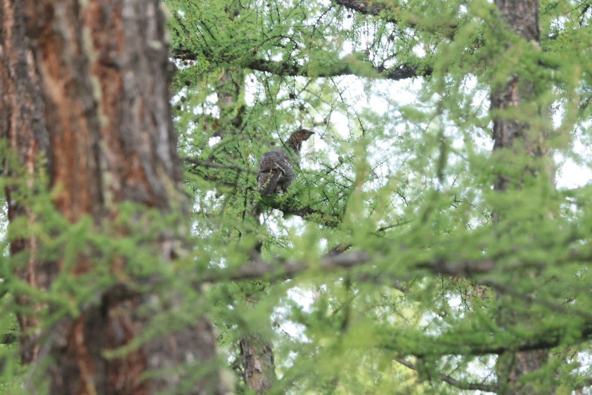 Black-billed Capercaillie - ML637450431
