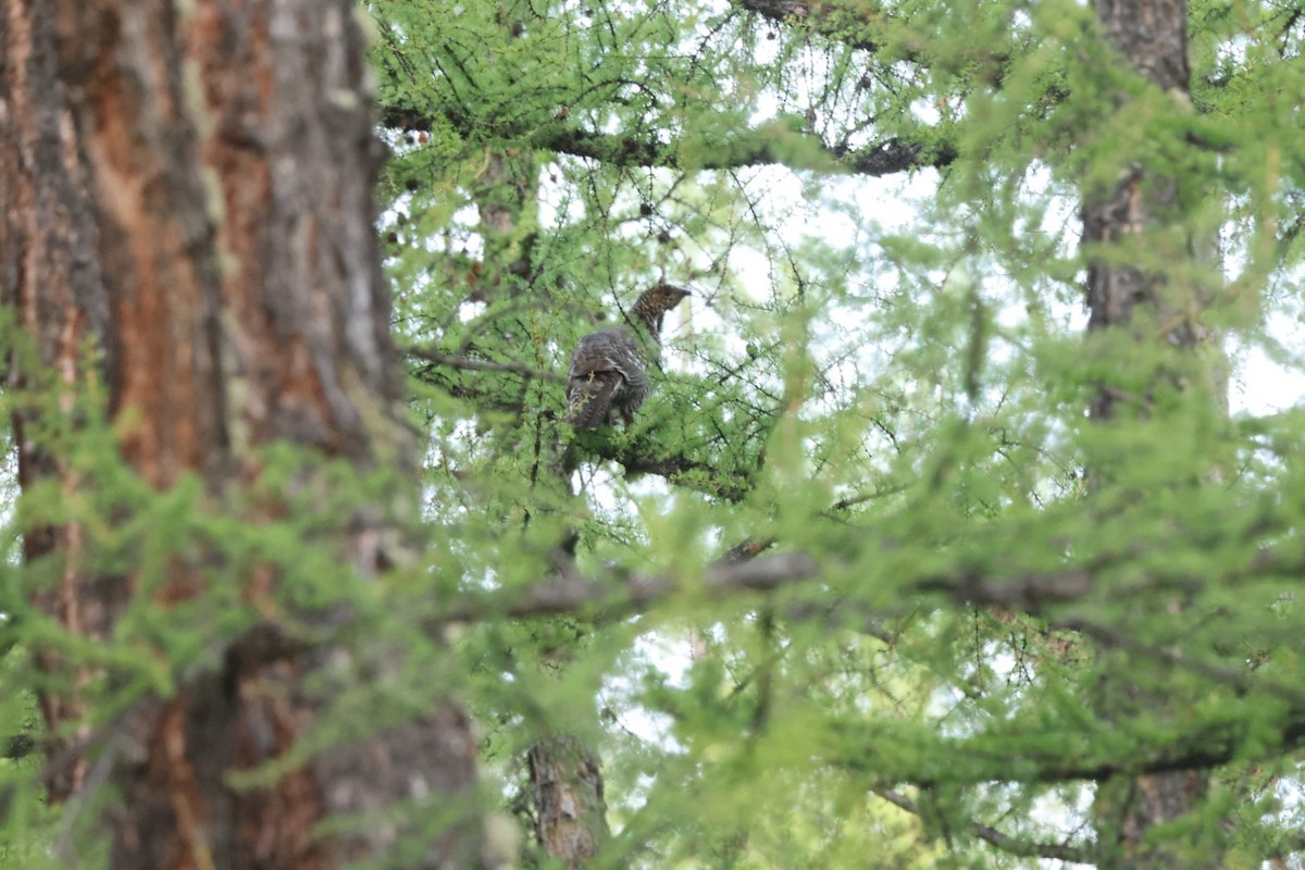 Black-billed Capercaillie - ML637450432