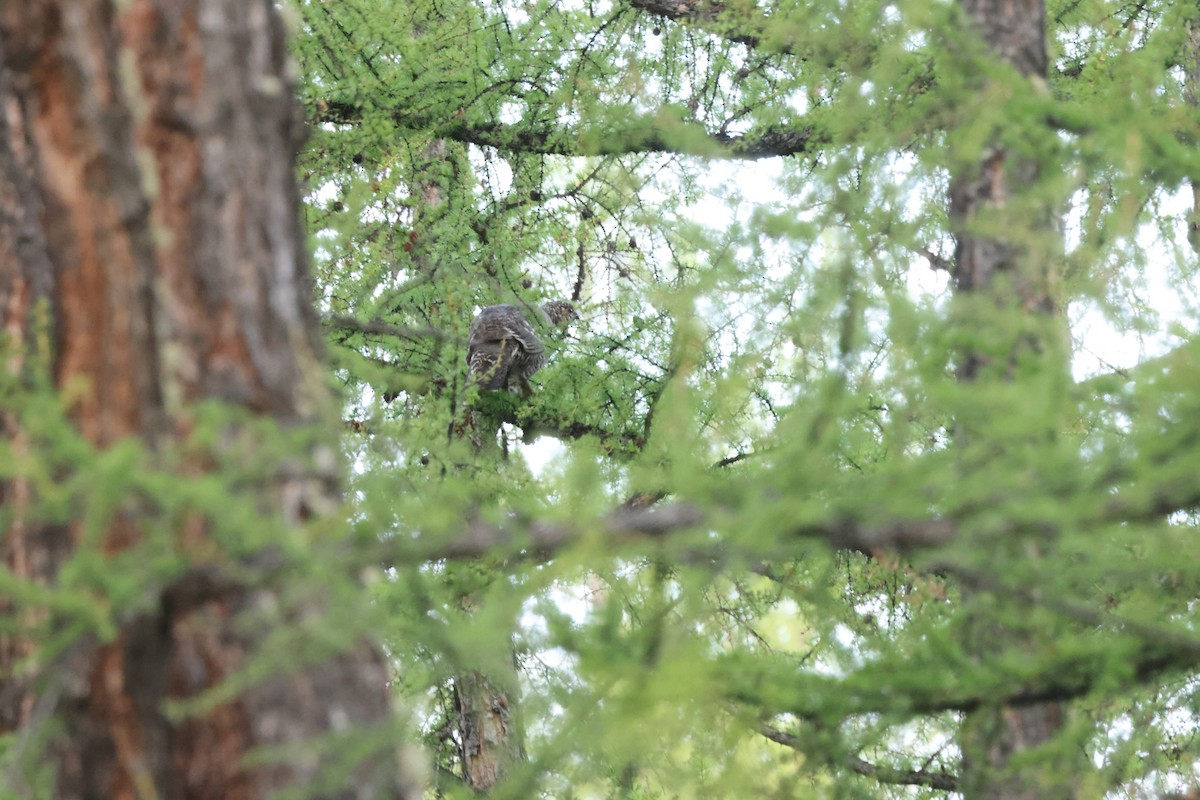 Black-billed Capercaillie - ML637450433