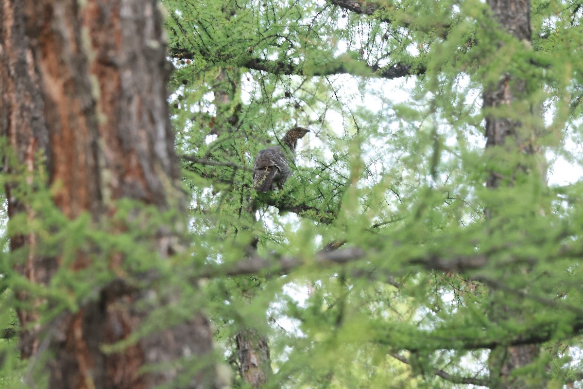 Black-billed Capercaillie - ML637450434