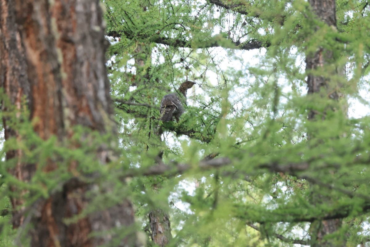 Black-billed Capercaillie - ML637450436