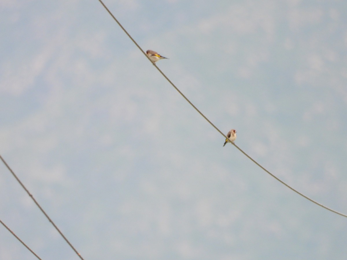 Gray-crowned Goldfinch - ML637450519