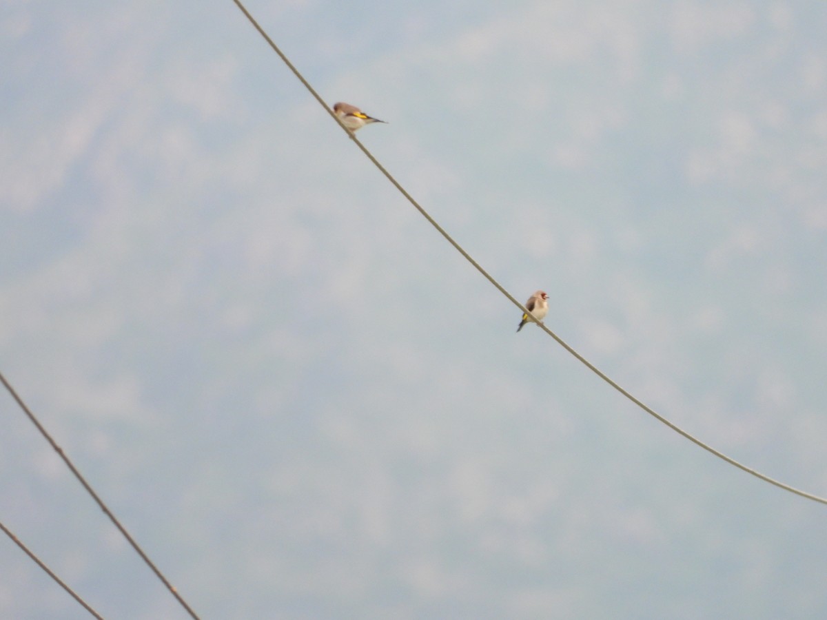 Gray-crowned Goldfinch - ML637450521
