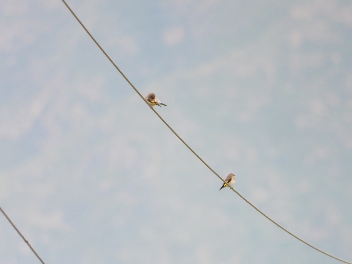 Gray-crowned Goldfinch - ML637450522