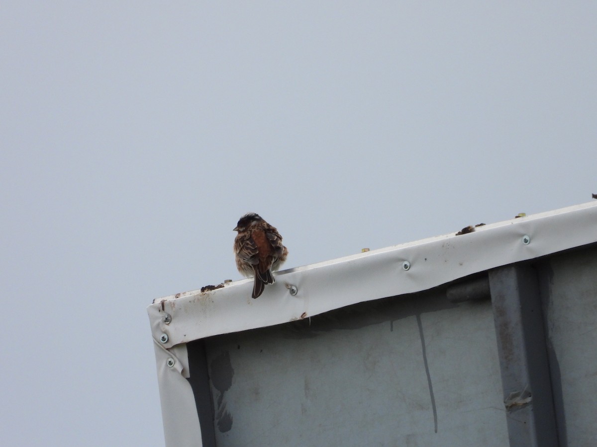 Pine Bunting - ML637450523